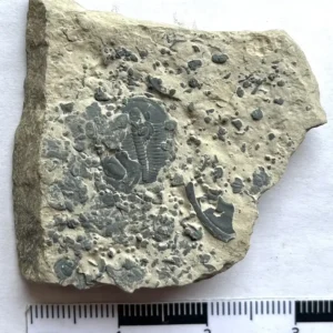 Trilobite (T5)