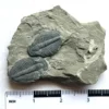 Trilobite (T6)
