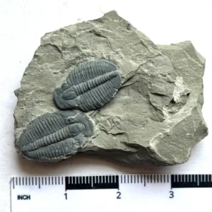 Trilobite (T6)