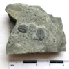 Trilobite (T7)