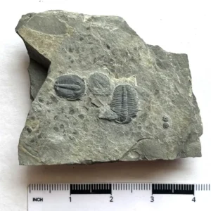 Trilobite (T7)