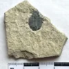 Trilobite (T8)