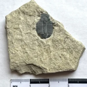 Trilobite (T8)