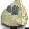 Trilobite (9)