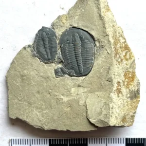 Trilobite (9)