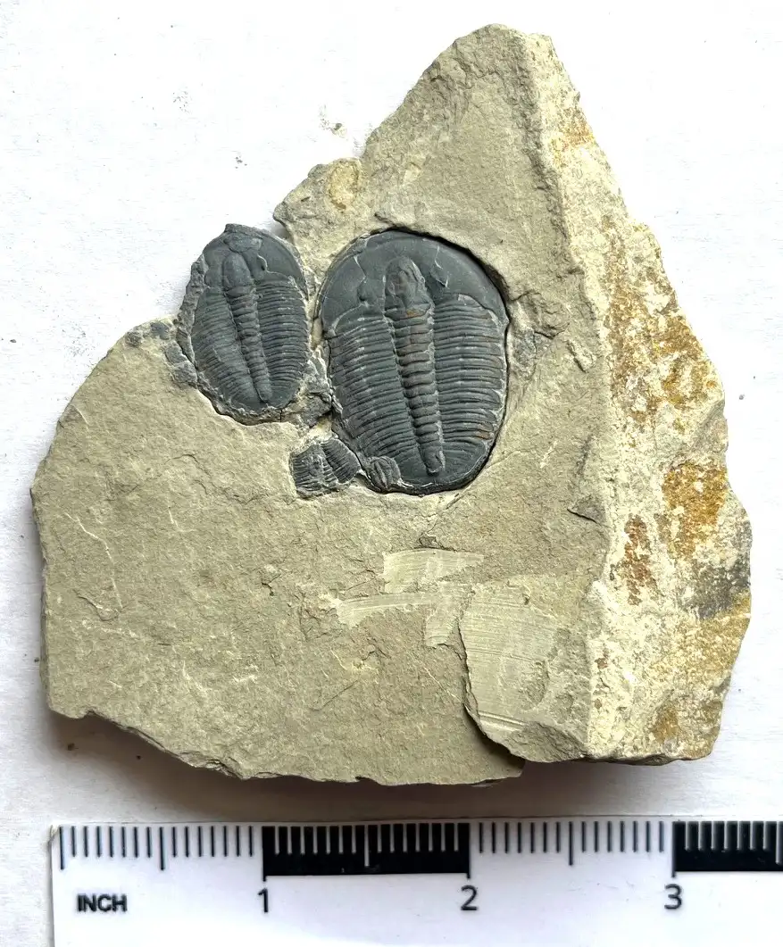 Trilobite (9)
