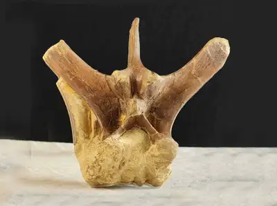 Dinosaur Bones