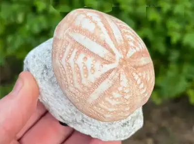 Fossil Echinoids