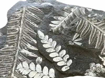 Fossil Ferns