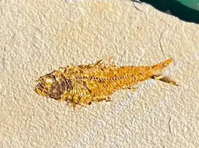 Fossil Fish