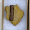 Dinosaur Bone (D21)