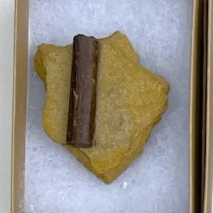 Dinosaur Bone (D21)