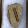 Dinosaur Bone (D22)