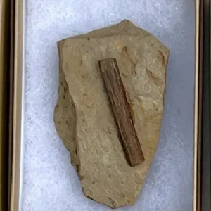 Dinosaur Bone (D22)