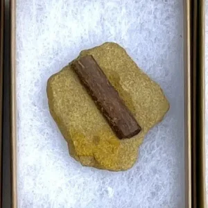 Dinosaur Bone (D23)