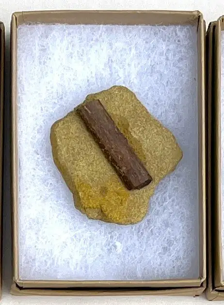 Dinosaur Bone (D23)