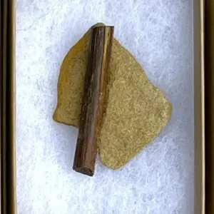 Dinosaur Bone (D24)
