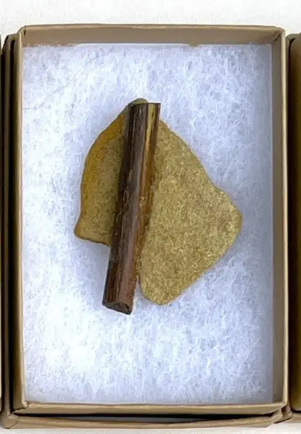 Dinosaur Bone (D24)