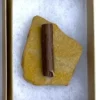 Dinosaur Bone (D25)