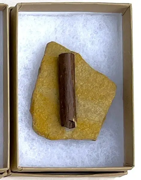 Dinosaur Bone (D25)