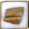 Dinosaur Bone (D31)