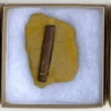 Dinosaur Bone (D32)