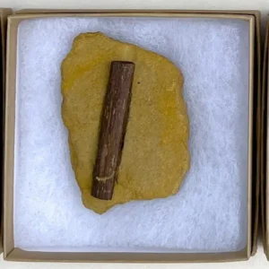 Dinosaur Bone (D32)