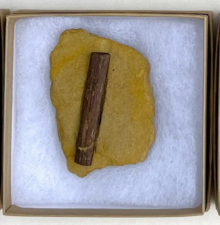 Dinosaur Bone (D32)