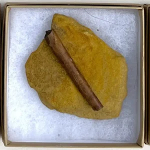 Dinosaur Bone (D33)