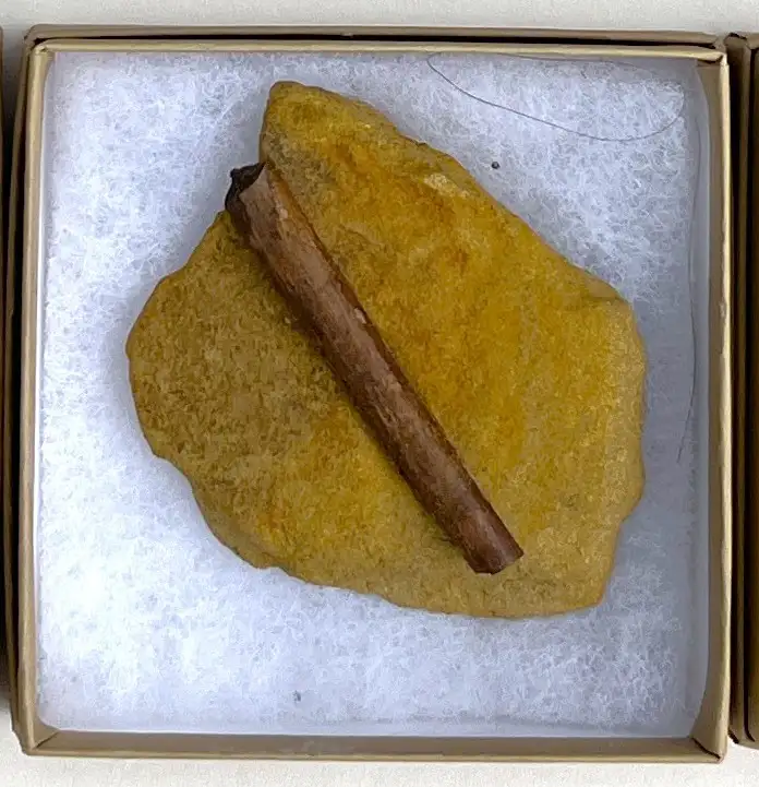 Dinosaur Bone (D33)