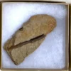 Dinosaur Bone (D34)