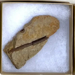 Dinosaur Bone (D34)