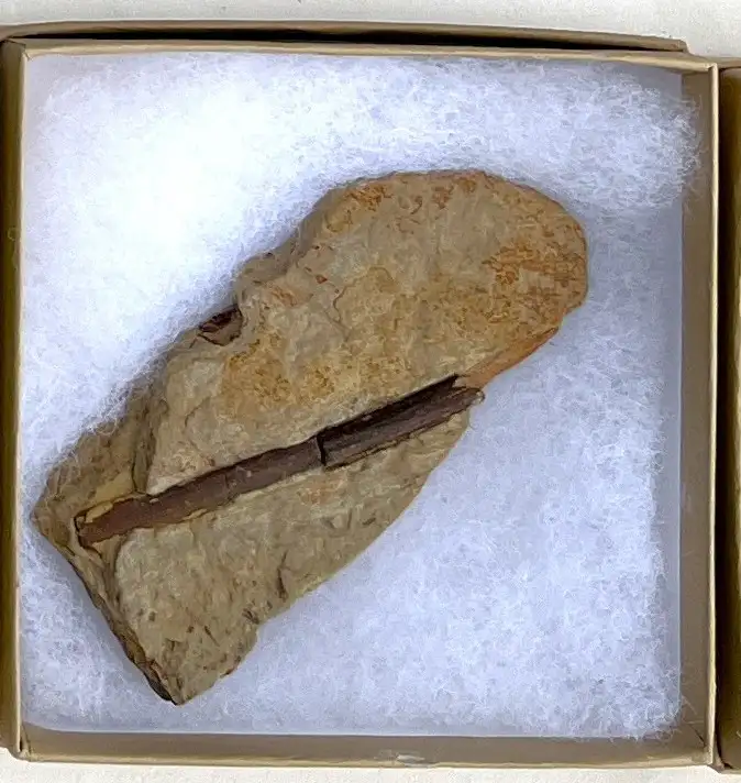 Dinosaur Bone (D34)