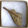 Dinosaur Bone (D35)