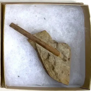 Dinosaur Bone (D35)