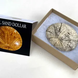 Fossil Sand Dollar and Clam (KH11)