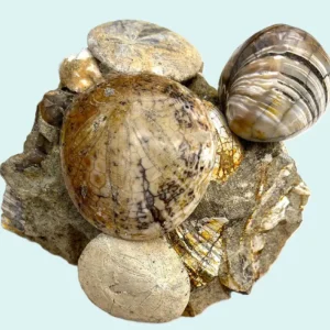 Fossil Sand Dollar and Clam (KH21)