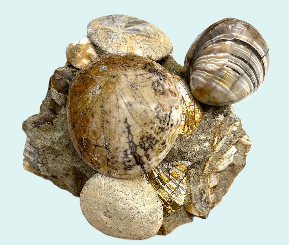 Fossil Sand Dollar and Clam (KH21)