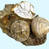 Fossil Sand Dollar and Clam (KH22)
