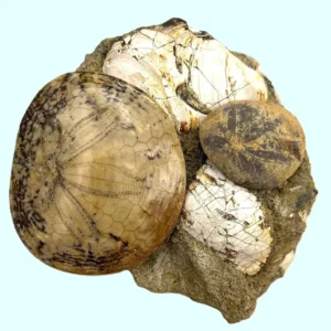 Fossil Sand Dollar and Clam (KH23)