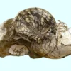 Fossil Sand Dollar and Clam (KH24)