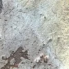 Grypania Spiralis (GRY10)