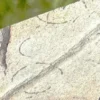 Grypania Spiralis (GRY11)