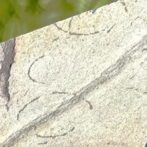 Grypania Spiralis (GRY11)