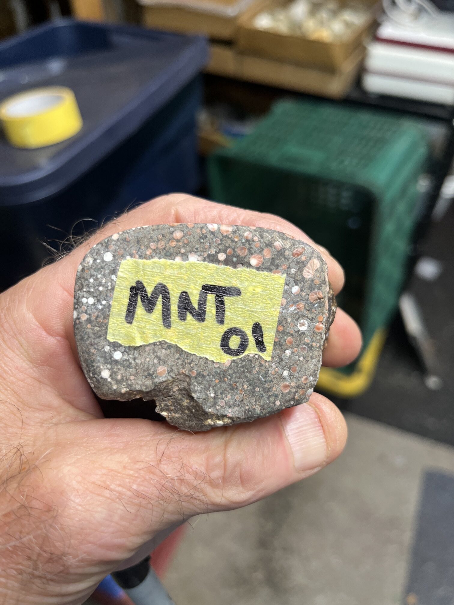MNT 01f