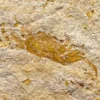 Fossil Crab (PC10)