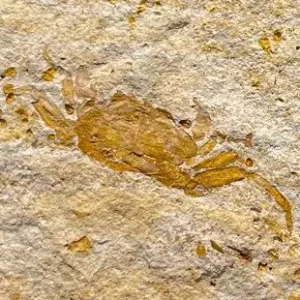 Fossil Crab (PC10)