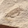 Fossil Crab (PC12)