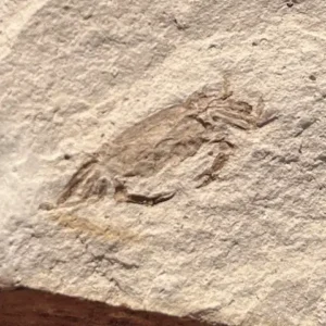 Fossil Crab (PC12)