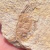 Fossil Crab (PC13)
